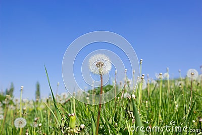Dandelions meadow