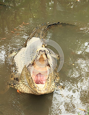 Danger crocodile with opened mouth