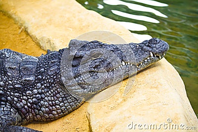 Dangerous alligator with closed mouth