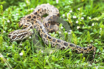 Dangerous animal (Burmese python) could be found between the green grasses on your backyard