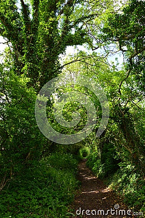 Danish forest path