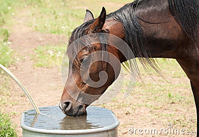 Dark Bay Arabian horse drinking