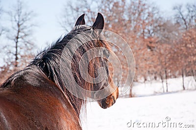 Dark bay Arabian horse looking into distance