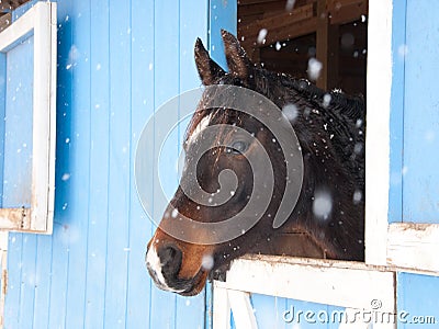 Dark bay Arabian horse looking out of a blue barn