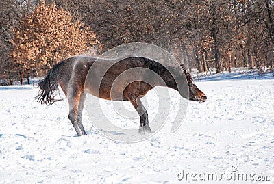 Dark bay Arabian horse shaking off snow
