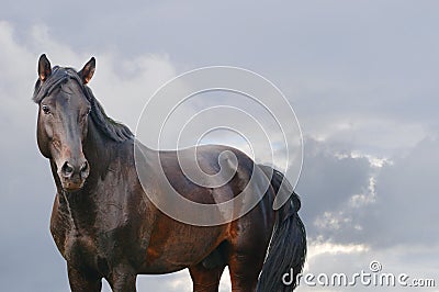 Dark bay horse with blue skies background behind