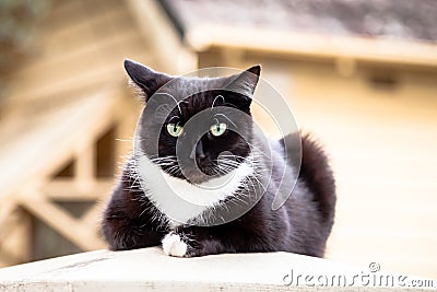 Dark Chocolate Brown and White Cat Sitting on a Fencepost