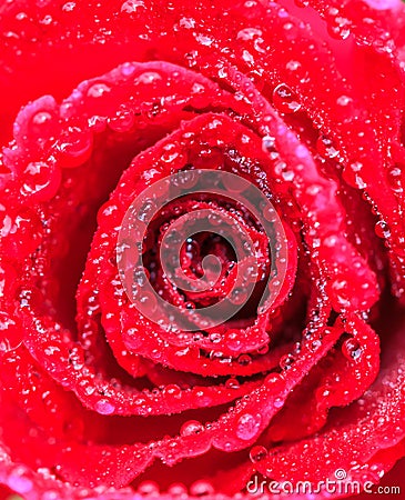 Dark red rose with water droplets