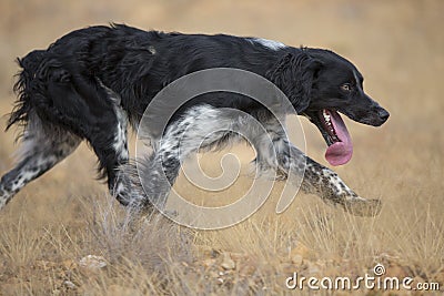 Dark setter running