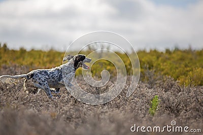 Dark setter running