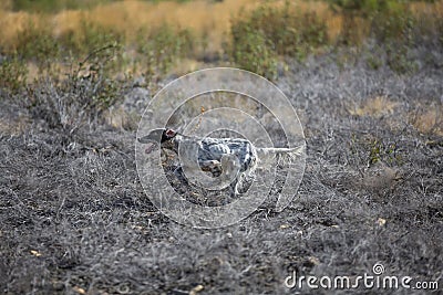 Dark setter running over burnt ground