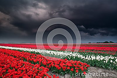 Dark stormy sky over tulip field