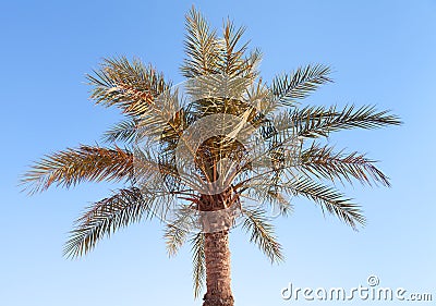 Date palm tree on clear blue sky