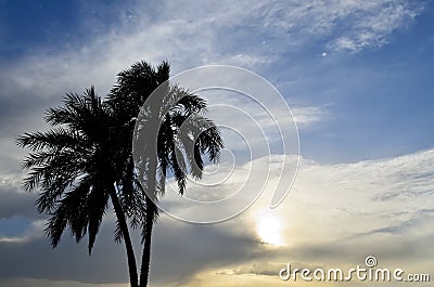 Date Palms in the sunset