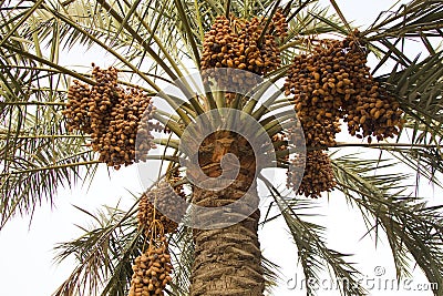 Dates on a date palm tree