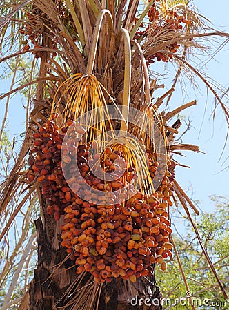 Dates on the palm tree