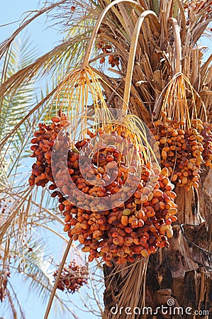 Dates on the palm tree