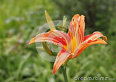 A day lilies