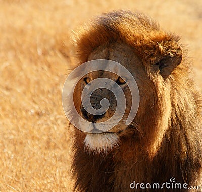 Dazed Male Lion Head Shot