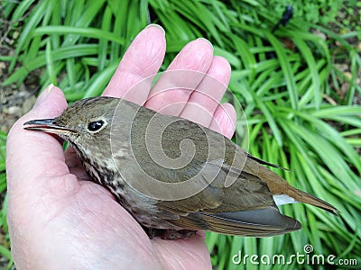 Bird recovering from collision with window