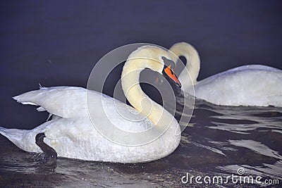 Dazzling white swans couple at night sea
