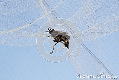 Dead Bird and Berry Netting