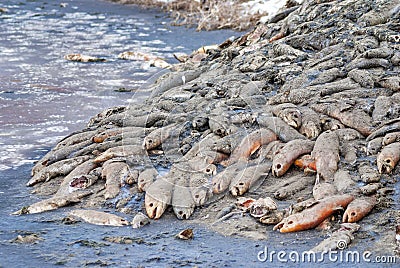 Dead fish in a frozen pond