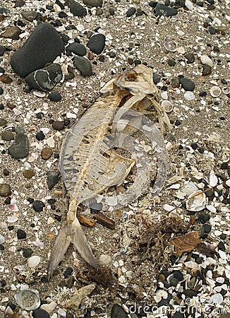 Dead fish skeleton