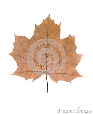 dead-leaf-12528973.jpg