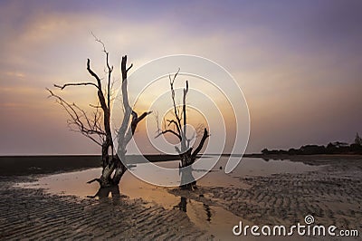 Dead mangrove tree With Twilight