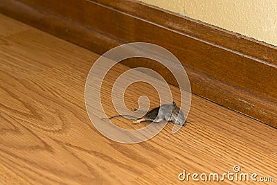 Dead Mouse Rodent in House or Home, Vermin