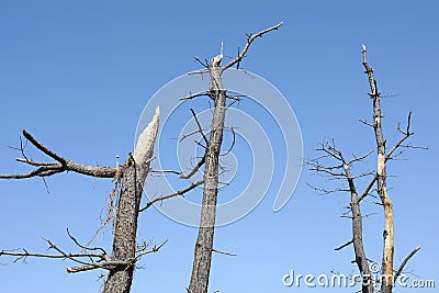 Royalty Free Stock Photo: Dead pine tree