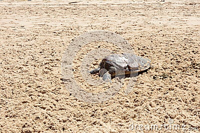 Dead Sea Turtle