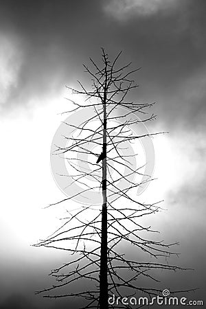 Dead tree with a crow