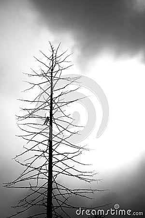 Dead tree with a crow