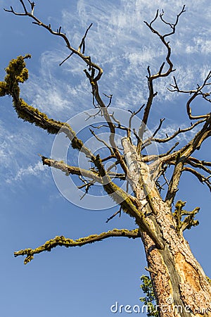 Dead Tree Reaching Into The Sky