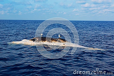 Dead whale upside down floating in ocean sea