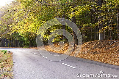 Deciduous forest in autumn, winding road.