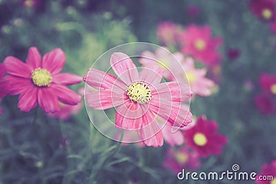 Deep Pink cosmos flowers in gardent color tone vintage style