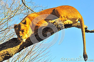 Deep sleep on a tree