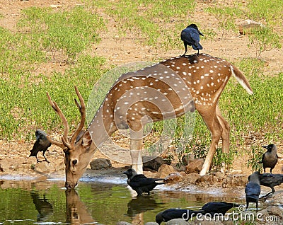 Deer female