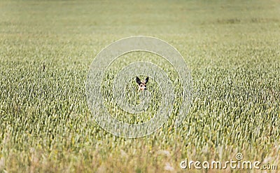 Deer in field of wheat