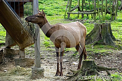 Deer, friendly animals at the Prague Zoo.