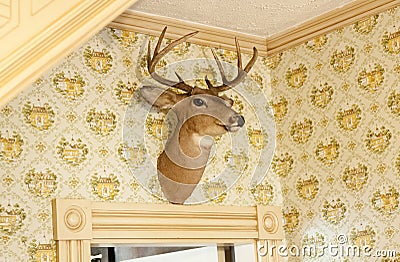 Deer head trophy on wall