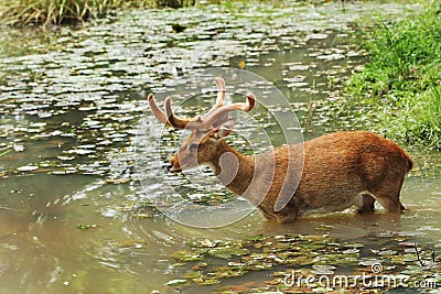 Deer walk into the water