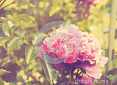 Delicate pink floral background