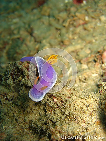 Delicate, purple nudibranch