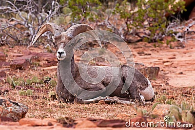 Desert Big Horn Ram Sheep