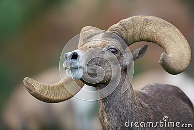 Desert Bighorn Sheep Ram Portrait