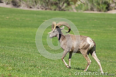 Desert Bighorn Sheep Ram Walking